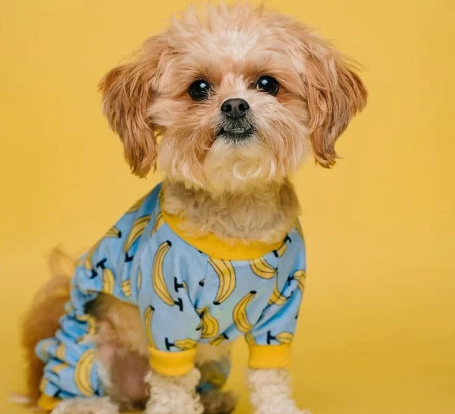 How to Introduce a New Dog or Cat into Your Home: A Step-by-Step Guide - AL BAYTARA