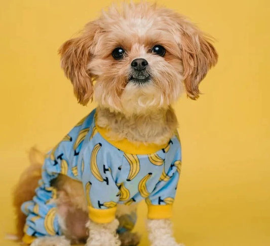 How to Introduce a New Dog or Cat into Your Home: A Step-by-Step Guide - AL BAYTARA